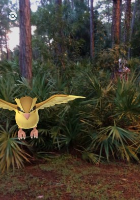 pidgey_clown