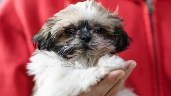 Το Tencent Video λανσάρει την πρώτη streaming υπηρεσία αποκλειστικά για κατοικίδια στην Κίνα