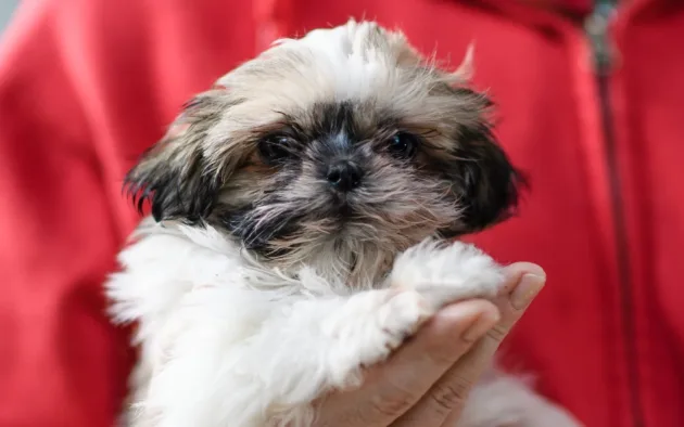 Το Tencent Video λανσάρει την πρώτη streaming υπηρεσία αποκλειστικά για κατοικίδια στην Κίνα